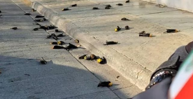 Aún se desconocen causas de insólita caída de un centenar de pájaros en México. Foto: gentileza.