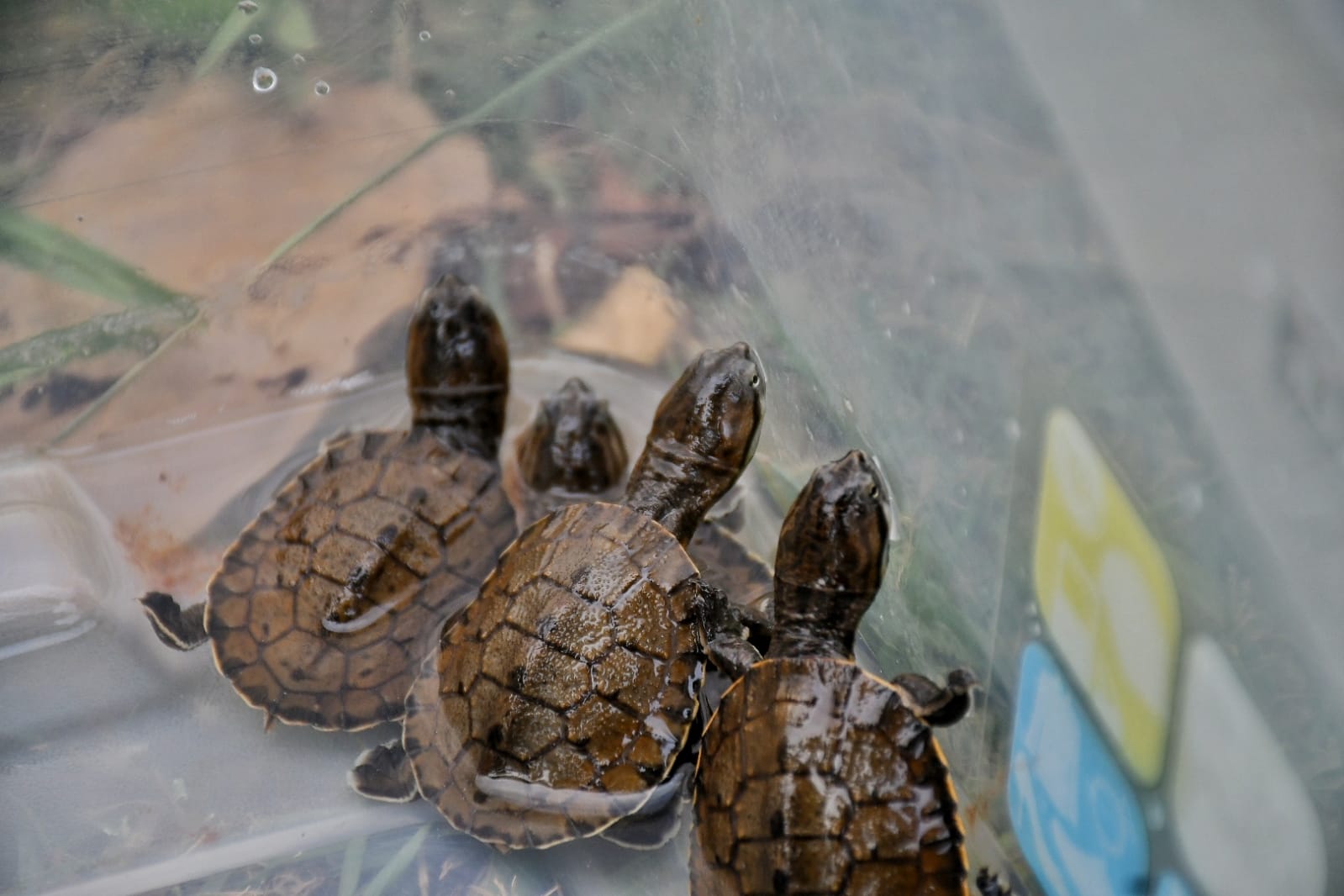 Nacen tortugas de agua en peligro de extinción en Paraguay - Unicanal