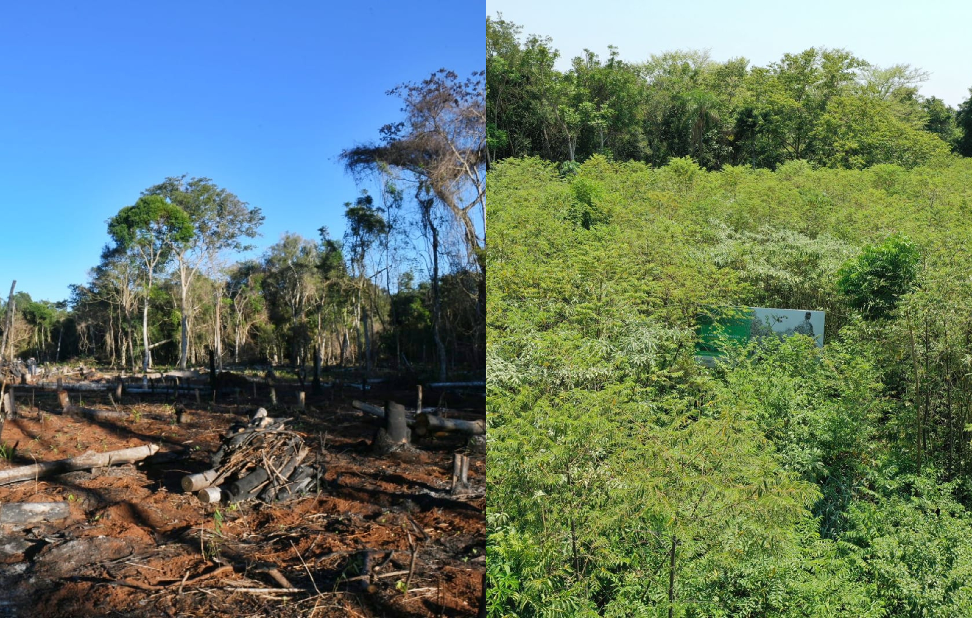 Itaipú celebra avance de reforestación en zona recuperada de Puerto Indio