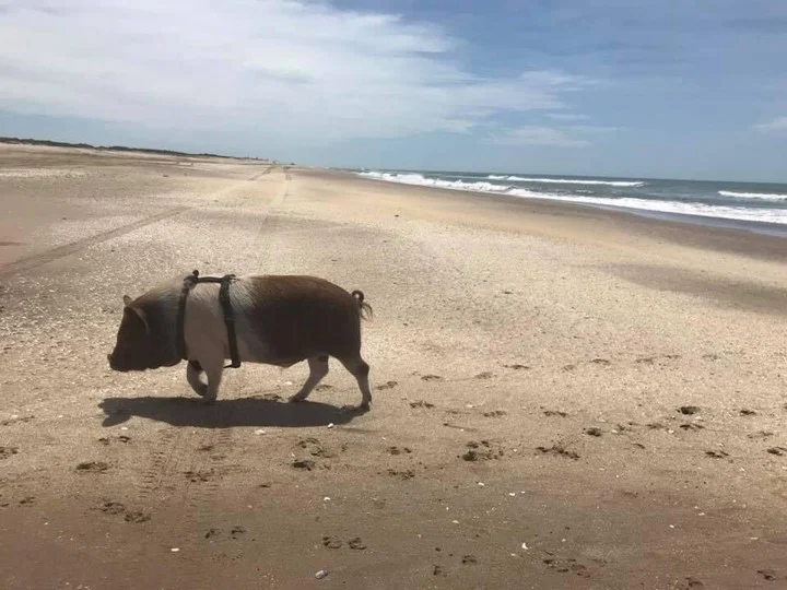 De acuerdo a los datos, el animal tiene seis años, pesa 80 kilos y siempre vivió en una casa.