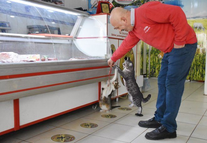 En Turquía, un carnicero da de comer todos los días a perros y gatos de la calle