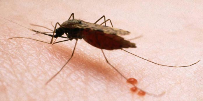 Salud: fortalecen sistema de alerta para evitar reintroducción de malaria en el país