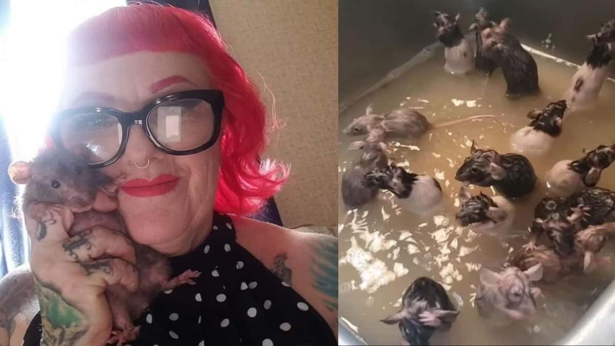 En california, una mujer cría 50 ratas como mascotas: