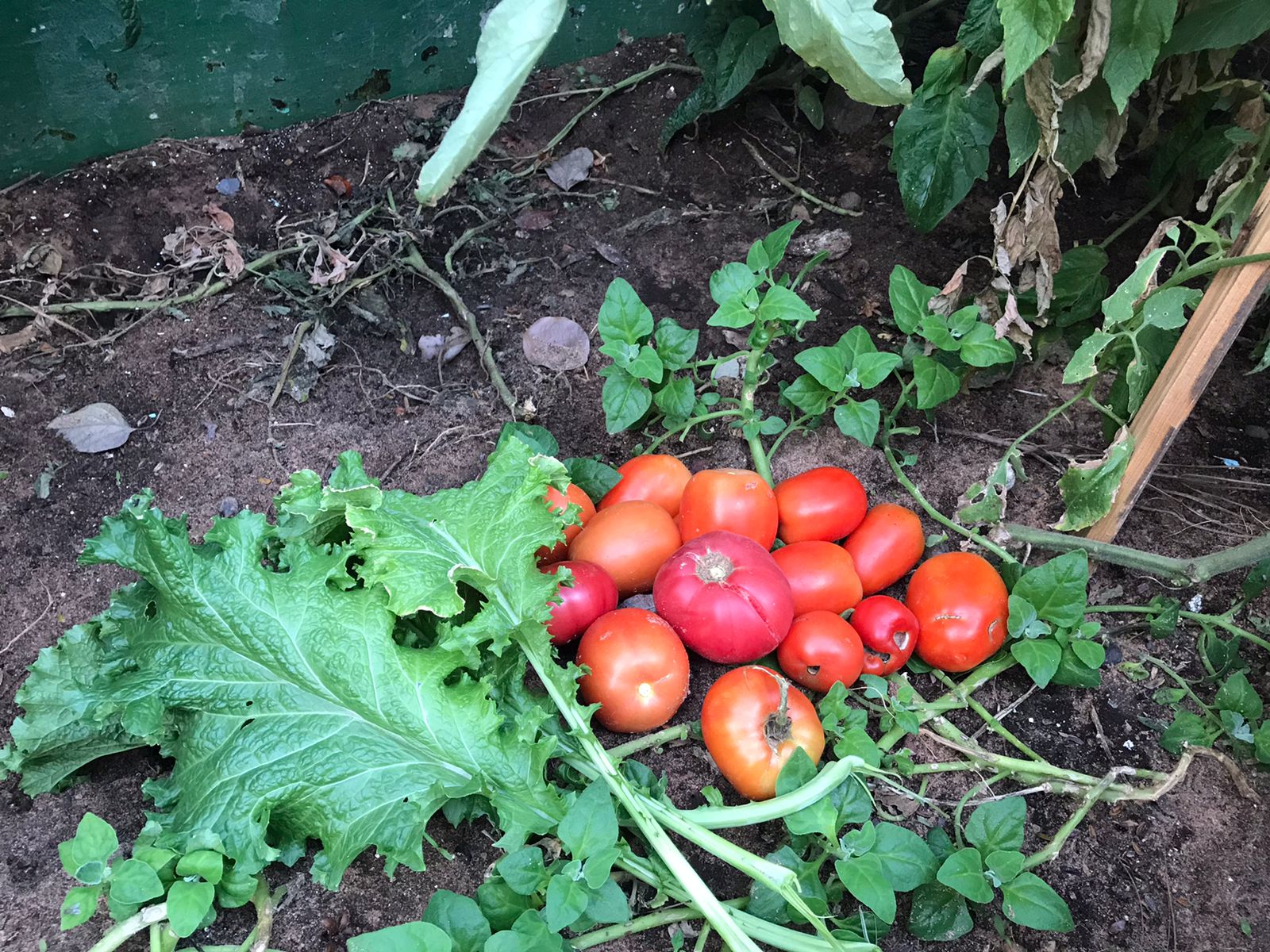 “Cuba” produce albahaca, acelga, repollo, cebollita, cilantro, perejil, rúcula, remolacha, zapallito, poroto, ajo