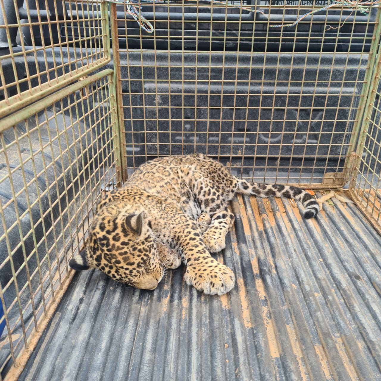 Cachorro jaguareté atropellado en el Chaco está en estado crítico