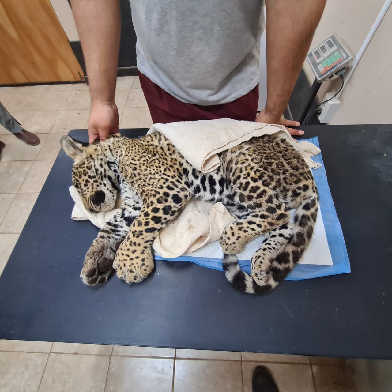 Cachorro jaguareté atropellado en el Chaco está en estado crítico