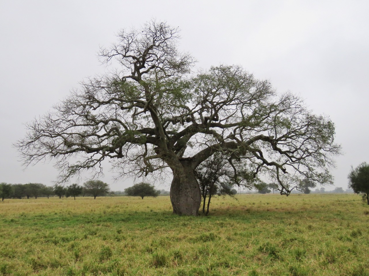Colosos de la Tierra: más de 200 árboles ya fueron inscriptos. Foto: A Todo Pulmón.