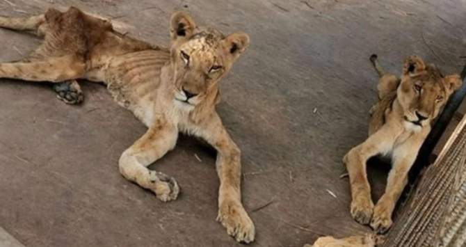 Los leones estaban en muy malas condiciones hace dos años