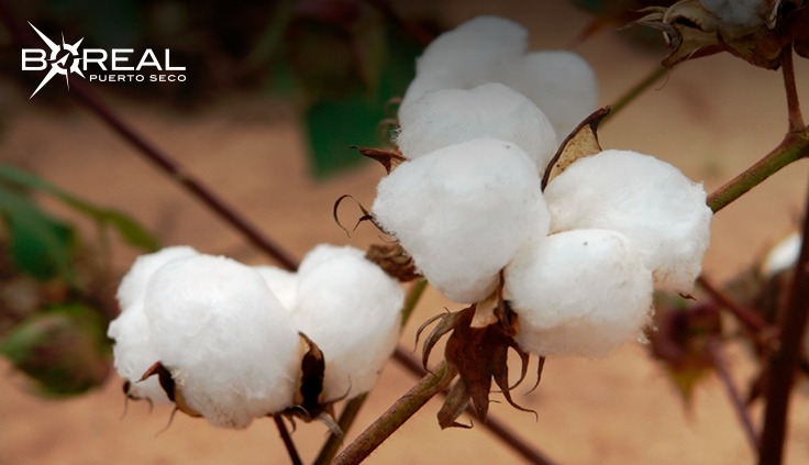 Proyectan reactivar producción de algodón. Foto: Agencia IP.
