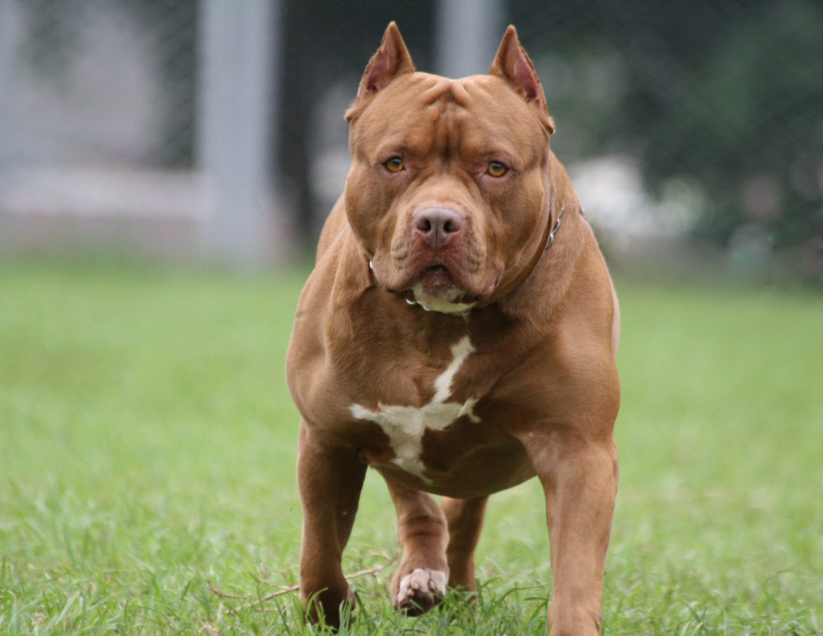 Bebé de 11 meses muere tras brutal ataque de un perro pitbull