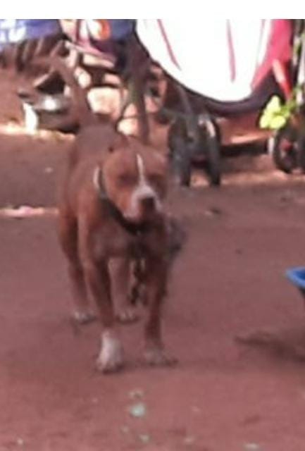 Ataque de perro pitbull: bebé sufrió graves heridas en el cuello, revela forenseAtaque de perro pitbull: bebé sufrió graves heridas en el cuello, revela forense
