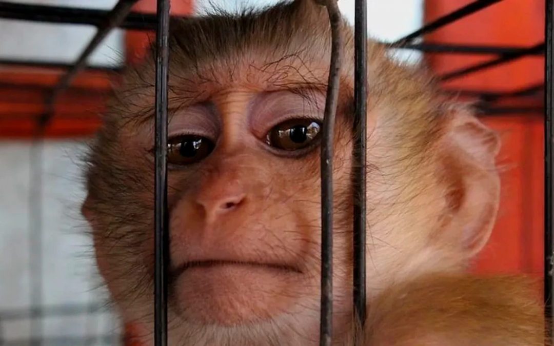 Tailandia: joven intentó viajar con 17 animales en su maleta
