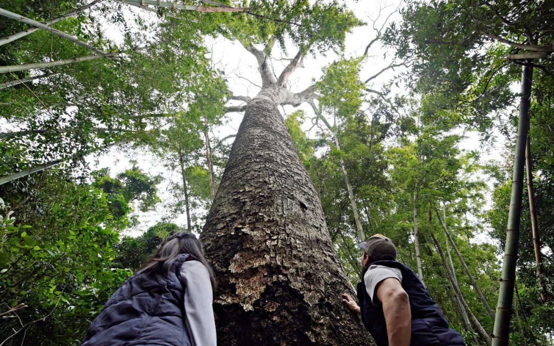 A Todo Pulmón buscará este fin de semana a los colosos más grandes del Paraguay