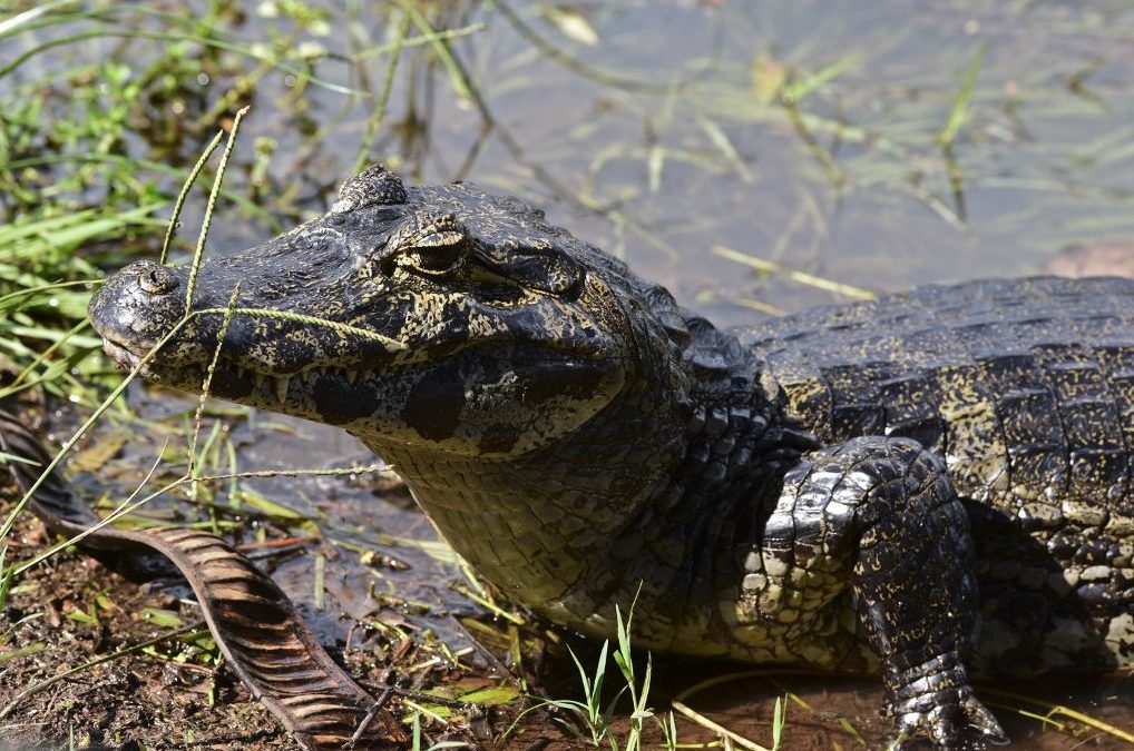 Florida: caimán mordió a una mujer de 77 años