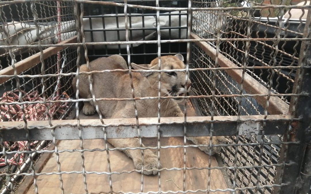 Puma que apareció en vivienda en Remansito quedará provisoriamente en el Zoológico