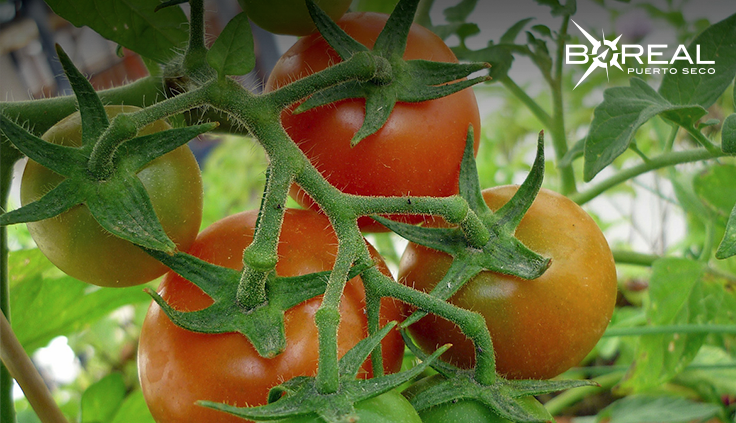 Presentaron resultados del primer estudio sobre producción de tomates