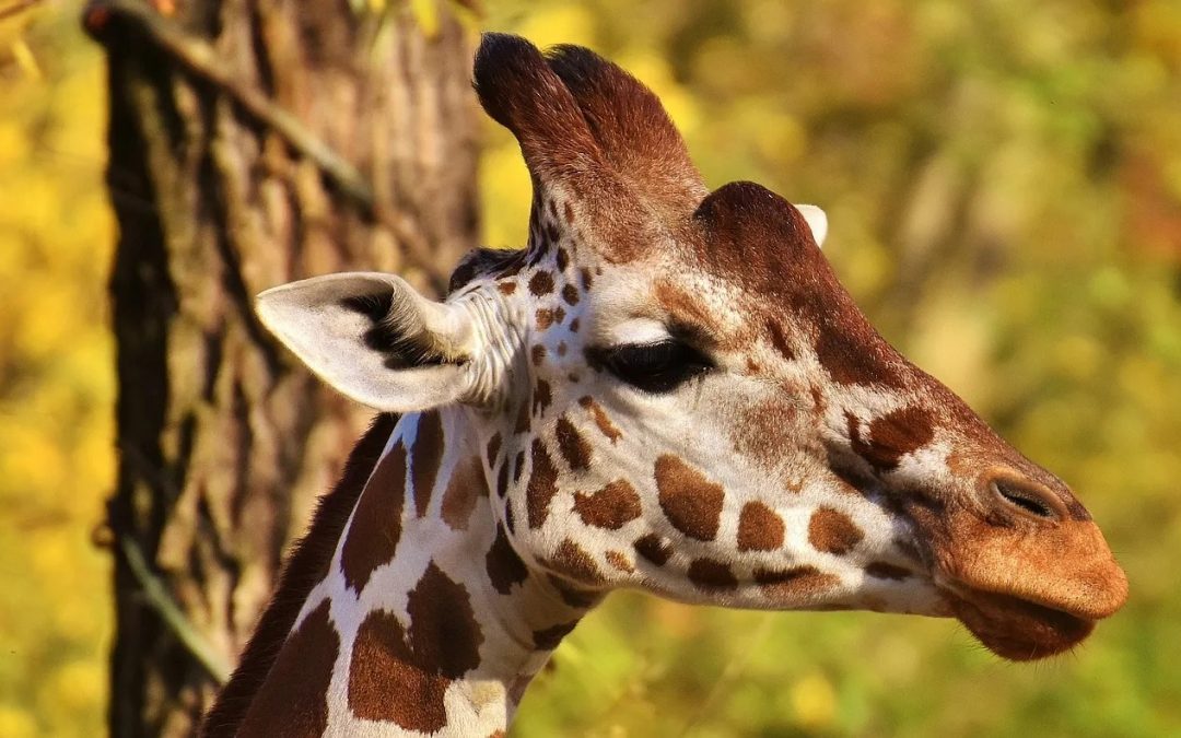 Sudáfrica: jirafa atacó y mató a una bebé