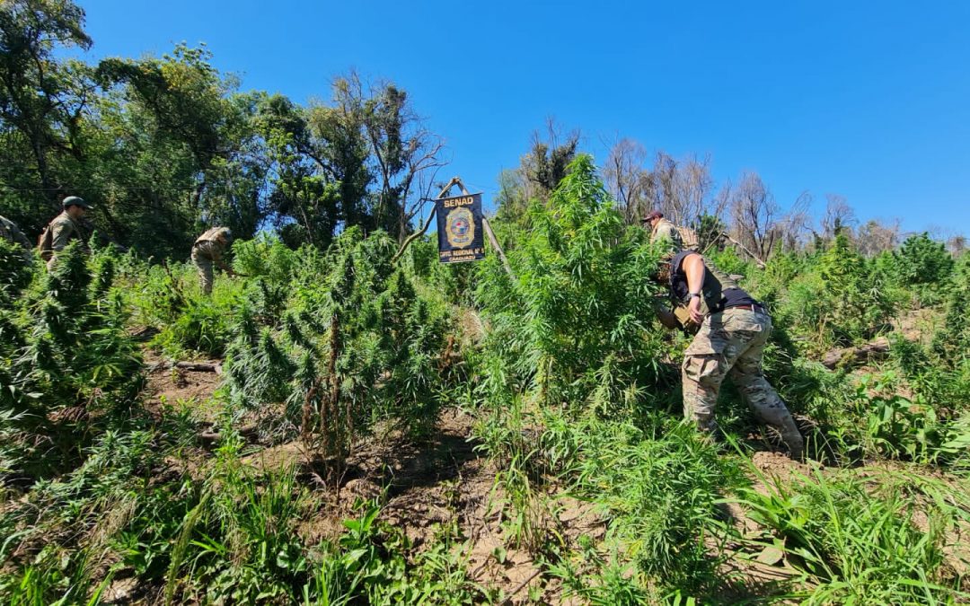 Senad eliminó más de 25 toneladas de marihuana en Caaguazú