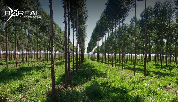 Producción forestal puede convertirse en tercer hito que impulse desarrollo del país