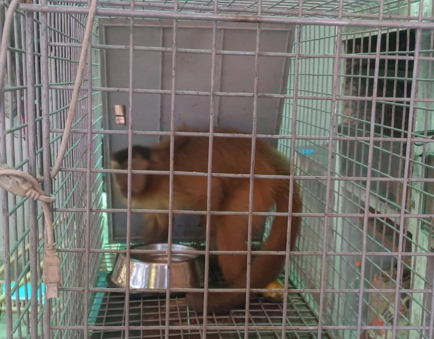 Capturan a mono que entraba a robar a viviendas de Lambaré