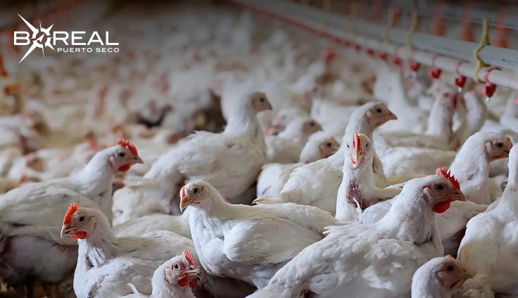 Reportan aumento de exportaciones avícolas