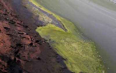 Algas verdes invaden las aguas del lago Ypacaraí