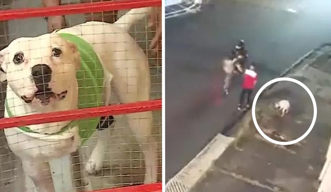 Costa Rica: perrito salvó a su dueño de un asalto y recibió un disparo en su patita