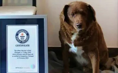 Bobi, el perro más longevo ganador del Récord Guinness