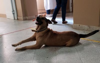 Esperancita: la historia de la can guardiana que vive en el Hospital de Coronel Oviedo